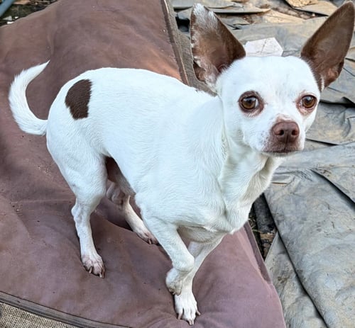 BAM BAM - Chihuahua available for adoption