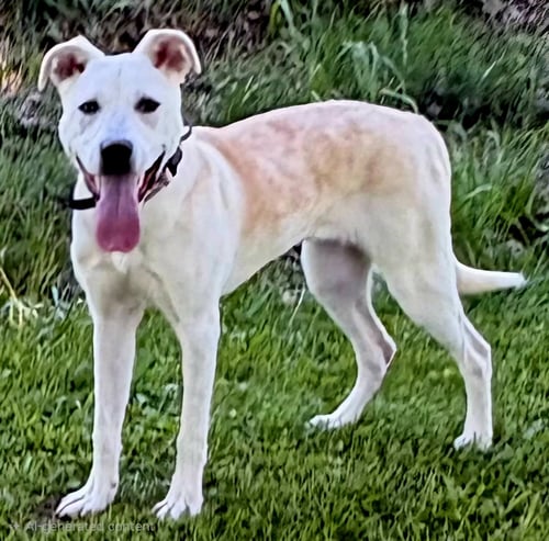 PUPPY DELILAH - Labrador Retriever / Hound available for adoption