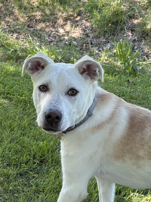 PUPPY DELILAH - Labrador Retriever / Hound available for adoption