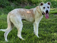 PUPPY DELILAH - Photo 3
