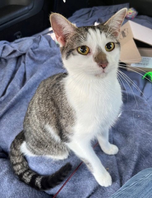 KITTEN CHESTER - Tabby available for adoption