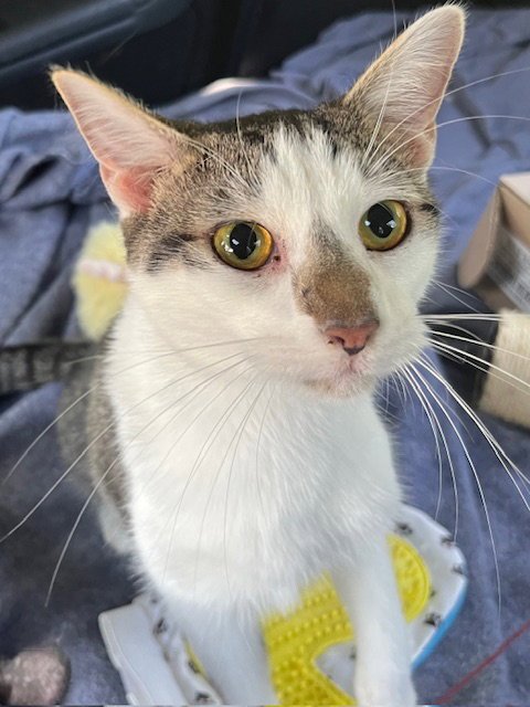 KITTEN CHESTER - Tabby available for adoption
