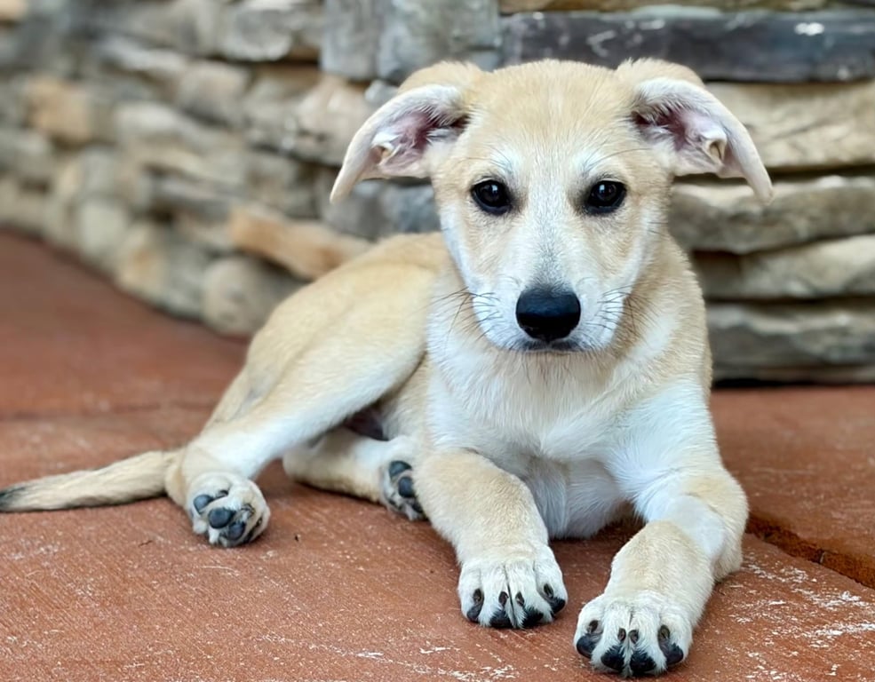 PUPPY MR.TUBBS Image