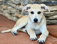 PUPPY MR.TUBBS - Photo 1