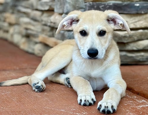 PUPPY MR.TUBBS - Labrador Retriever available for adoption