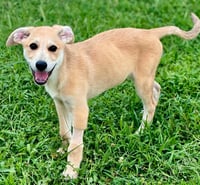 PUPPY MR.TUBBS - Photo 2