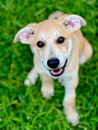 PUPPY MR.TUBBS - Photo 3