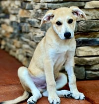 PUPPY MR.TUBBS - Photo 4