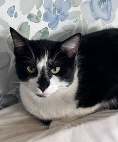 KITTEN OZZY - Domestic Short Hair available for adoption