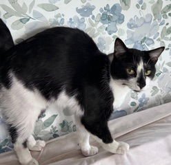 KITTEN OZZY - Domestic Short Hair available for adoption