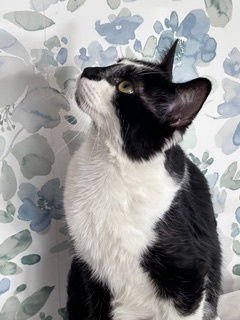 KITTEN OZZY - Photo 3