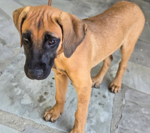 PUPPY ESPRESSO - Redbone Coonhound available for adoption