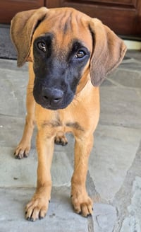 PUPPY ESPRESSO - Photo 3
