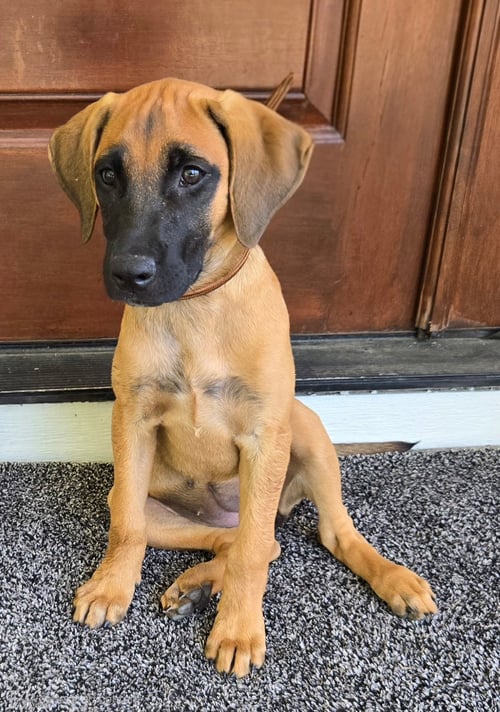 PUPPY ESPRESSO - Redbone Coonhound available for adoption