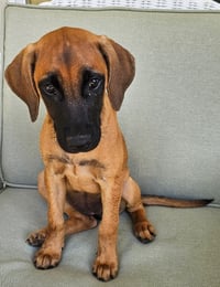 PUPPY ESPRESSO - Photo 4