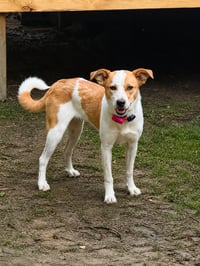 PUPPY SUSYE - Photo 2