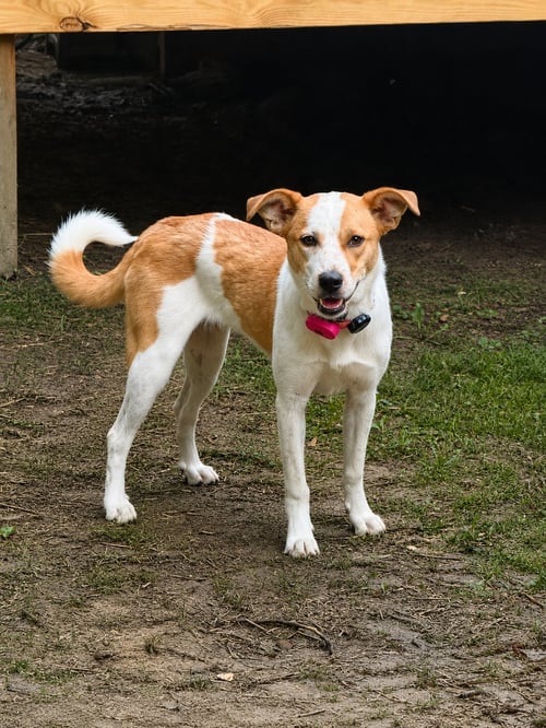 PUPPY SUSYE - Feist / Jack Russell Terrier available for adoption