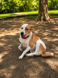 PUPPY SUSYE - Photo 4