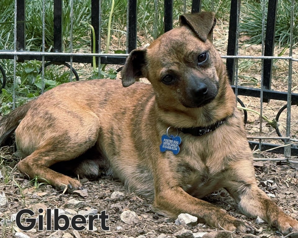 GILBERT Image