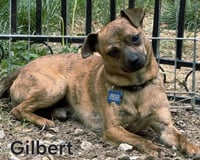 GILBERT - Photo 1