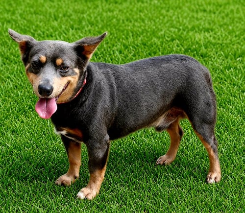 NACHO - Corgi / Australian Cattle Dog/Blue Heeler available for adoption