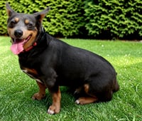 NACHO - Photo 3