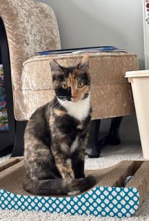 KITTEN ROXY - Tortoiseshell available for adoption