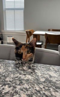 KITTEN ROXY - Tortoiseshell available for adoption