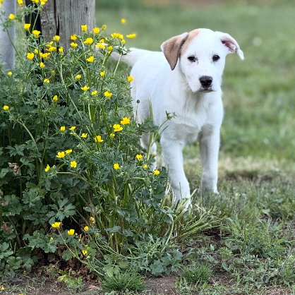PUPPY PARIS Image