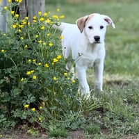 PUPPY PARIS - Photo 1