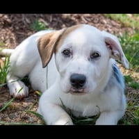 PUPPY PARIS - Photo 2