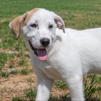 PUPPY PARIS - Photo 4