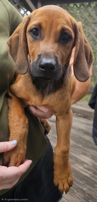 PUPPY HARPER - Photo 3