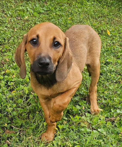PUPPY HARPER - Hound / Labrador Retriever available for adoption