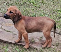 PUPPY HARPER - Photo 4