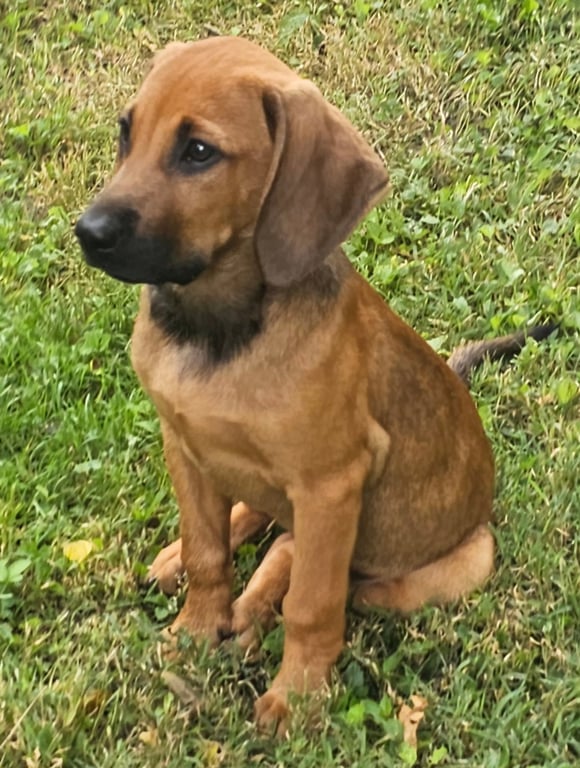 PUPPY HARPER Image