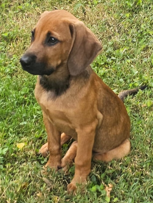 PUPPY HARPER - Hound / Labrador Retriever available for adoption