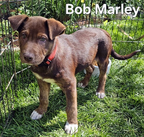 PUPPY BOB MARLEY