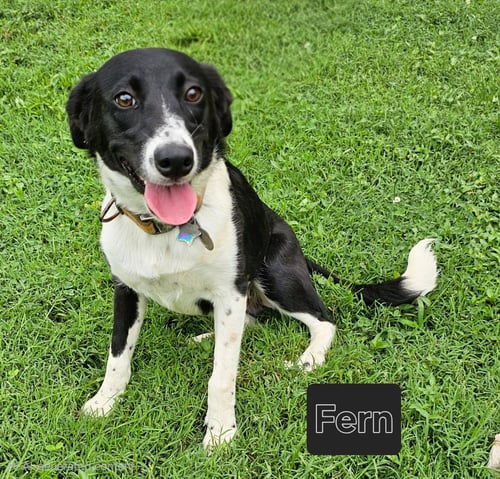 FERN - Border Collie available for adoption