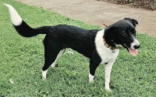 FERN - Border Collie available for adoption