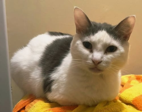 ETHEL - Domestic Short Hair available for adoption