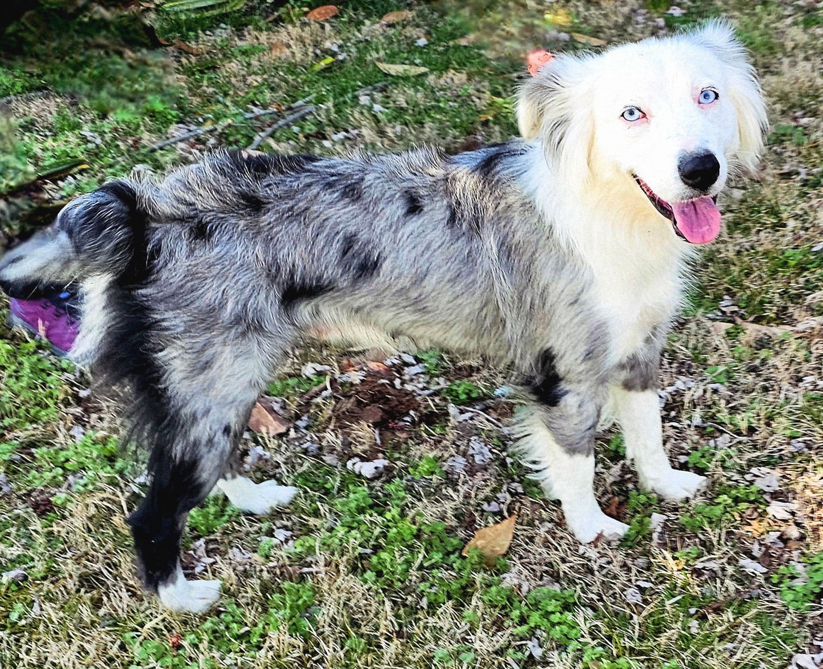 TINK - Australian Shepherd available for adoption