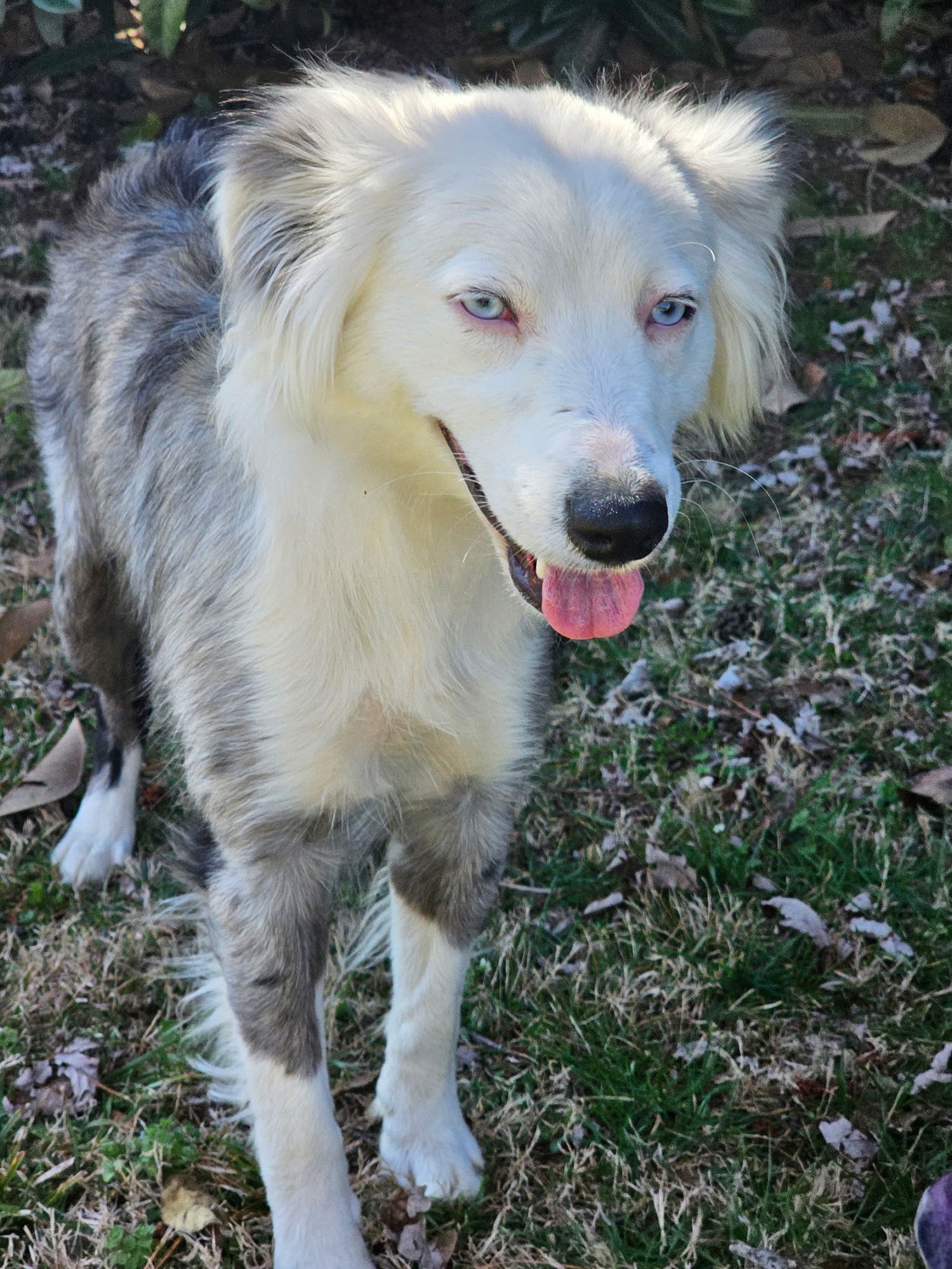 TINK - Australian Shepherd available for adoption