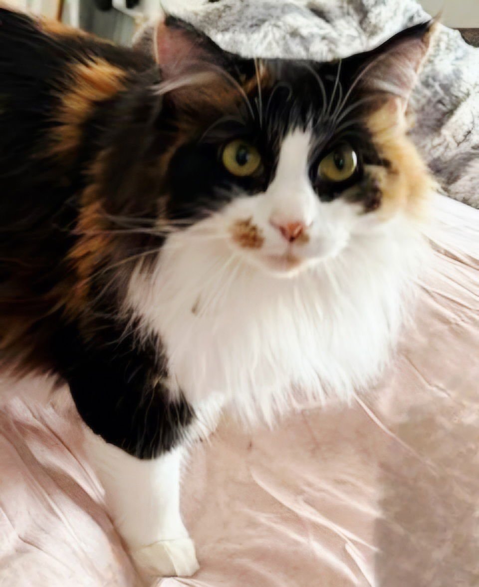 NATALIE - Calico available for adoption