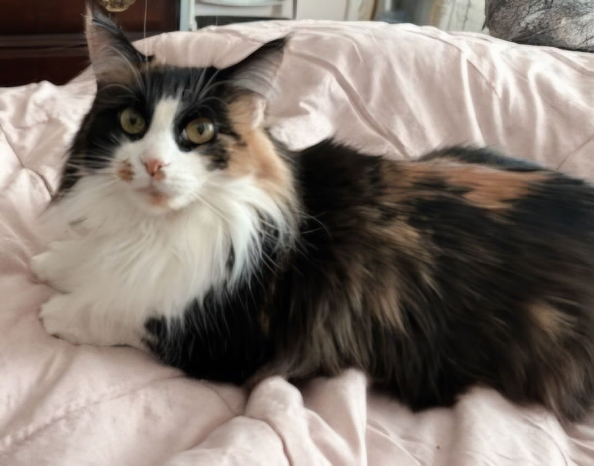 NATALIE - Calico available for adoption