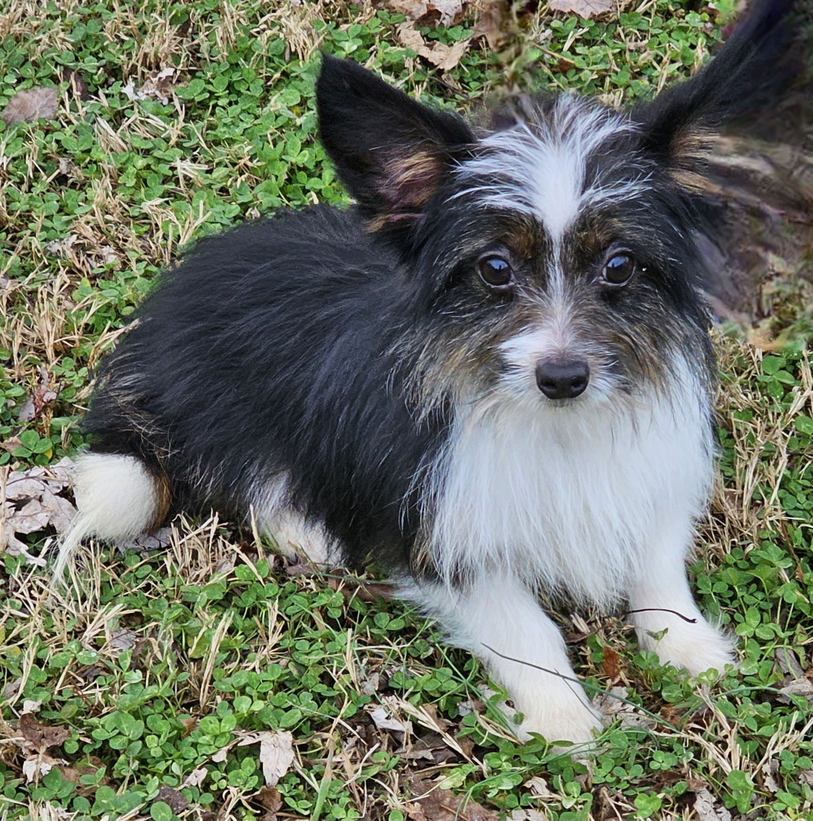 KIRK - Papillon / Chihuahua available for adoption