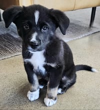 PUPPY TOMMY BOY - Photo 1