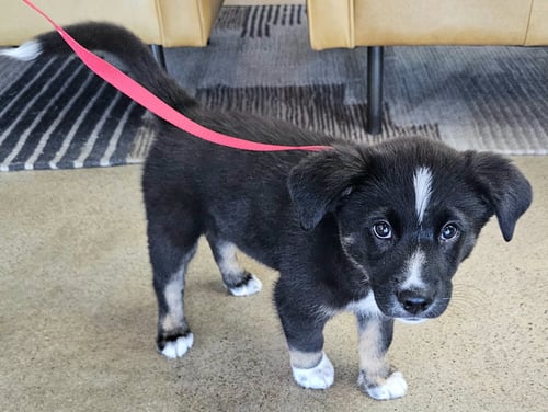 PUPPY TOMMY BOY - Border Collie available for adoption