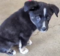 PUPPY TOMMY BOY - Photo 3