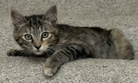 KITTEN MONNA - Photo 1